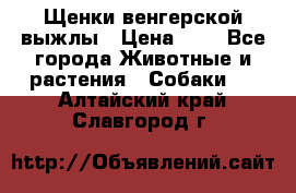 Щенки венгерской выжлы › Цена ­ 1 - Все города Животные и растения » Собаки   . Алтайский край,Славгород г.